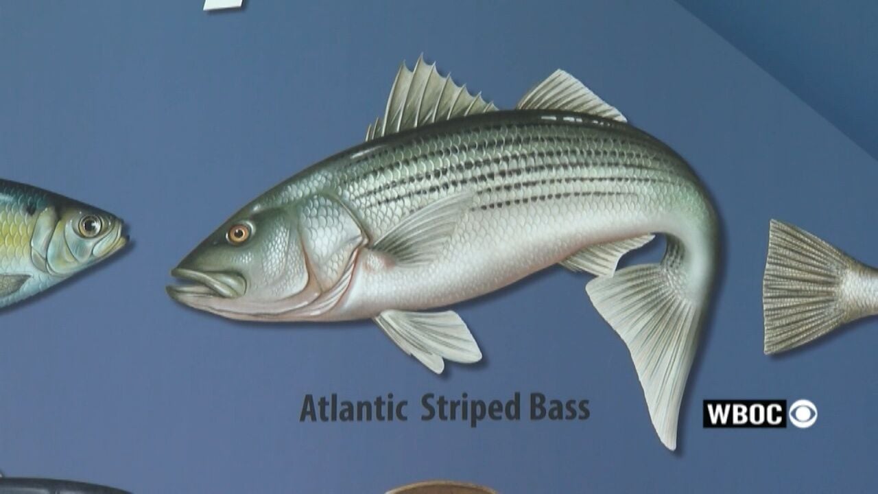 Striped Bass Reproduction Still Low in Maryland, Despite Slight Improvement